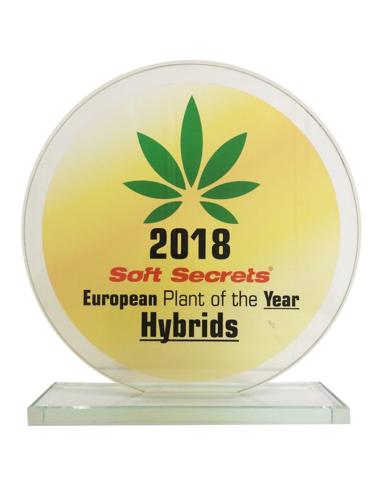europena plant of the year hybrids trophy