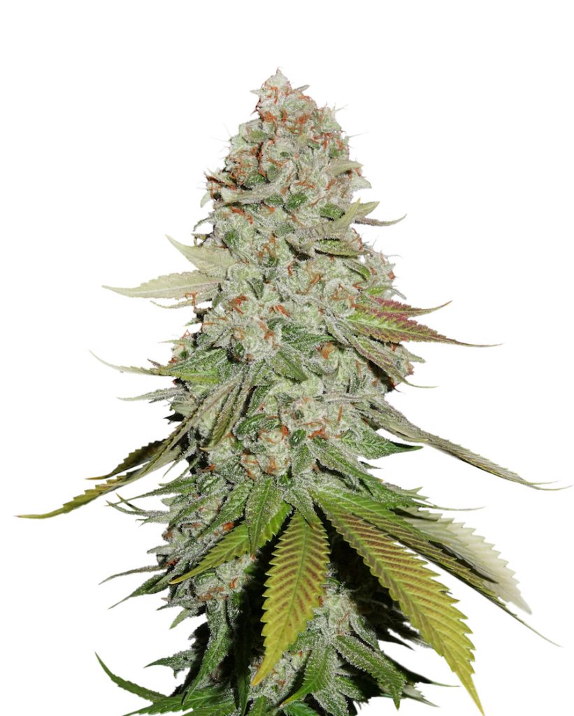 Sticky Monkey GG#4 Plant.