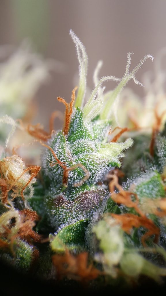 Sticky Monkey GG#4 Buds