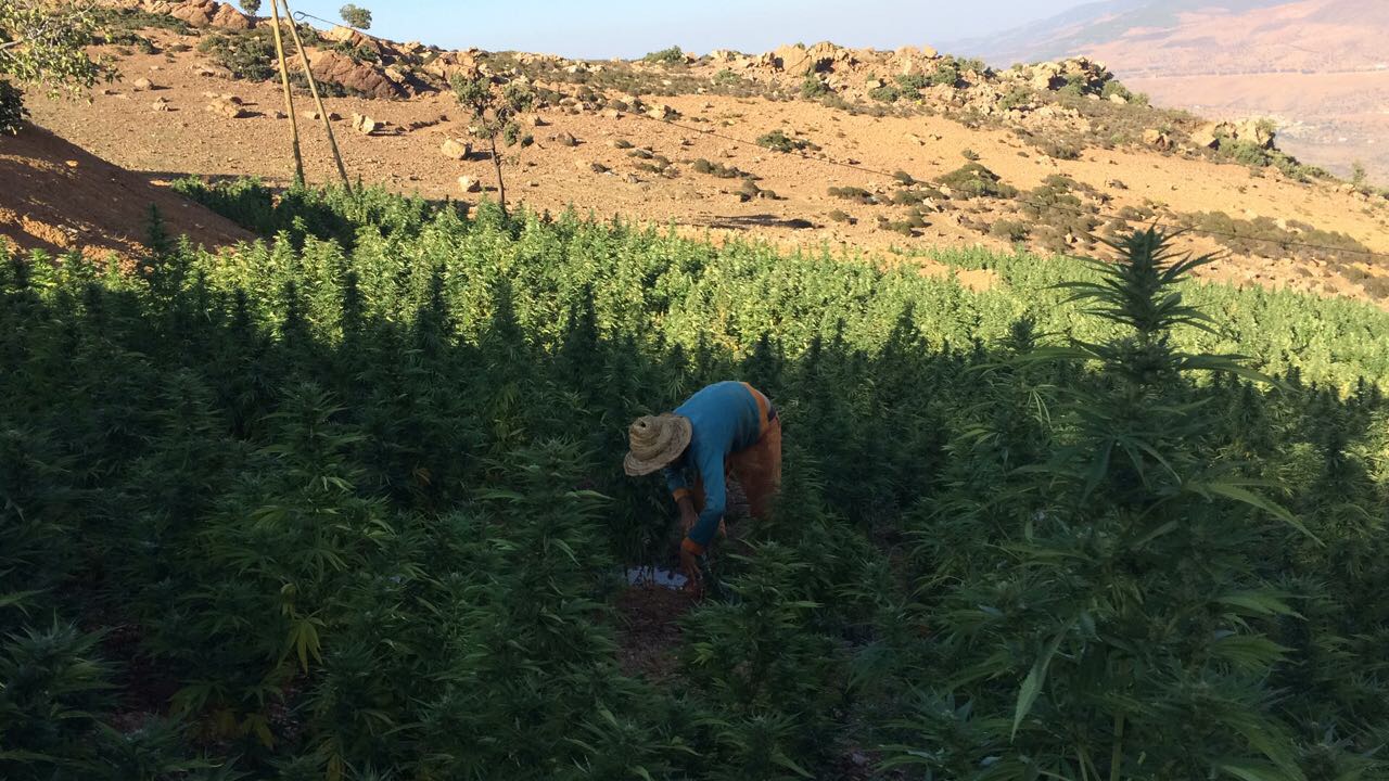 BCN Critical XXL Autoflower delivering under the Moroccan sun