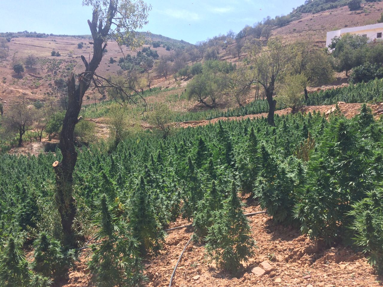 BCN Critical XXL Autoflower growing in Morocco