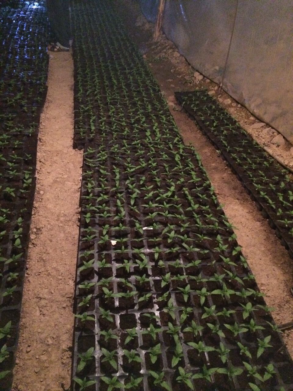 BCN Critical XXL seedlings, germinated indoors