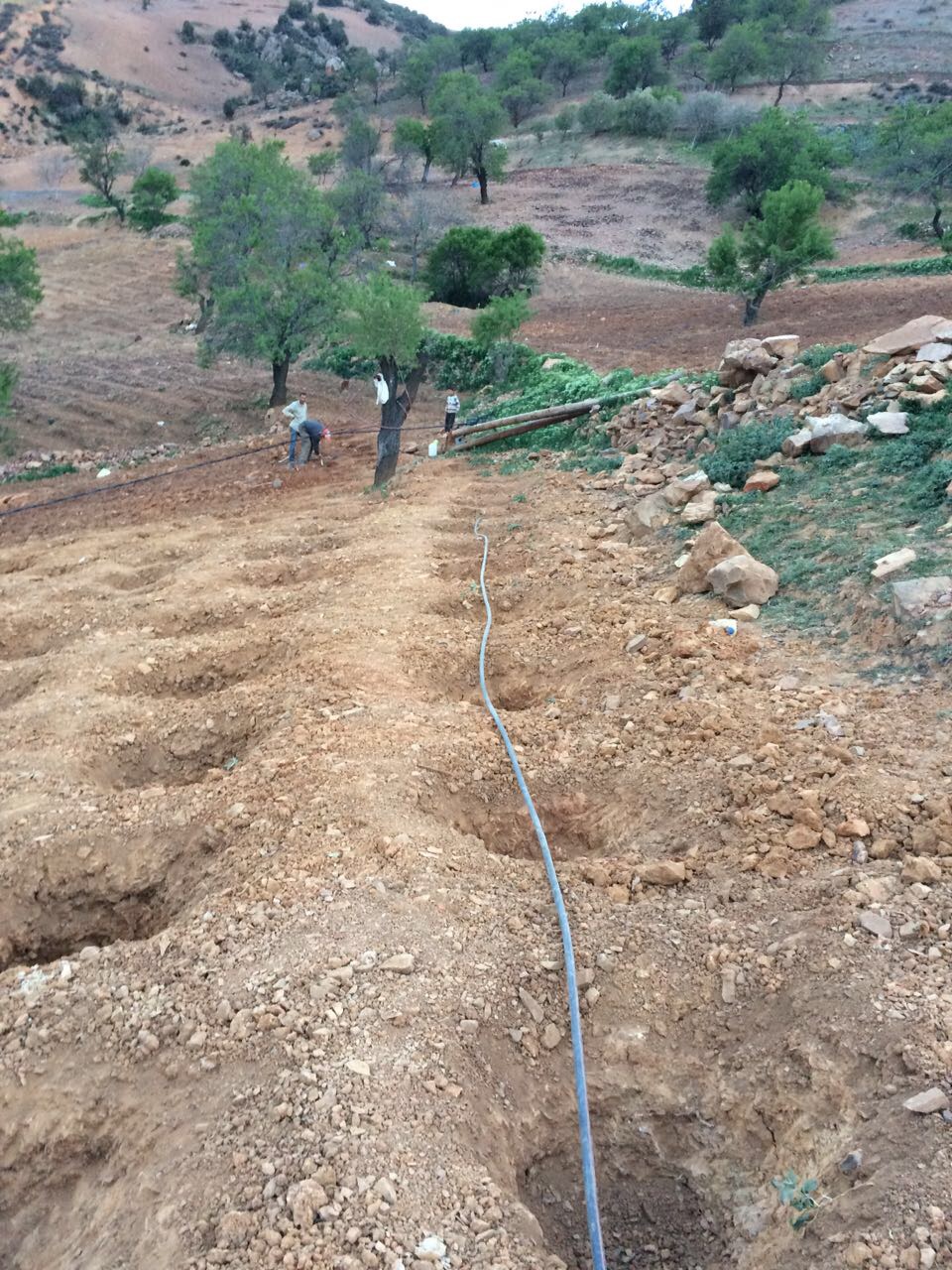 Holes are dug for each plant, fertiliser added and water supplied daily via a hose