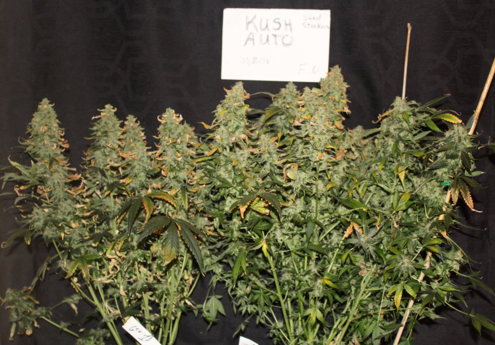 OG Candy Dawg Kush autoflower