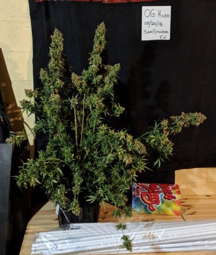 OG Kush Feminizada al sol OG Kush Feminizada al sol