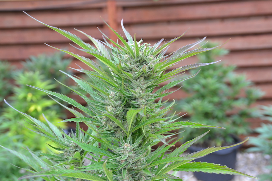 BCN Critical XXL Autoflower BCN Critical XXL Autoflower