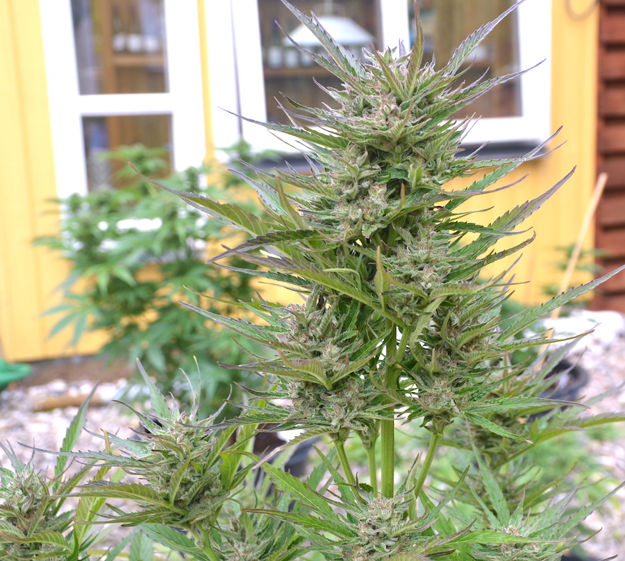 BCN Critical XXL Autoflower BCN Critical XXL Autoflower