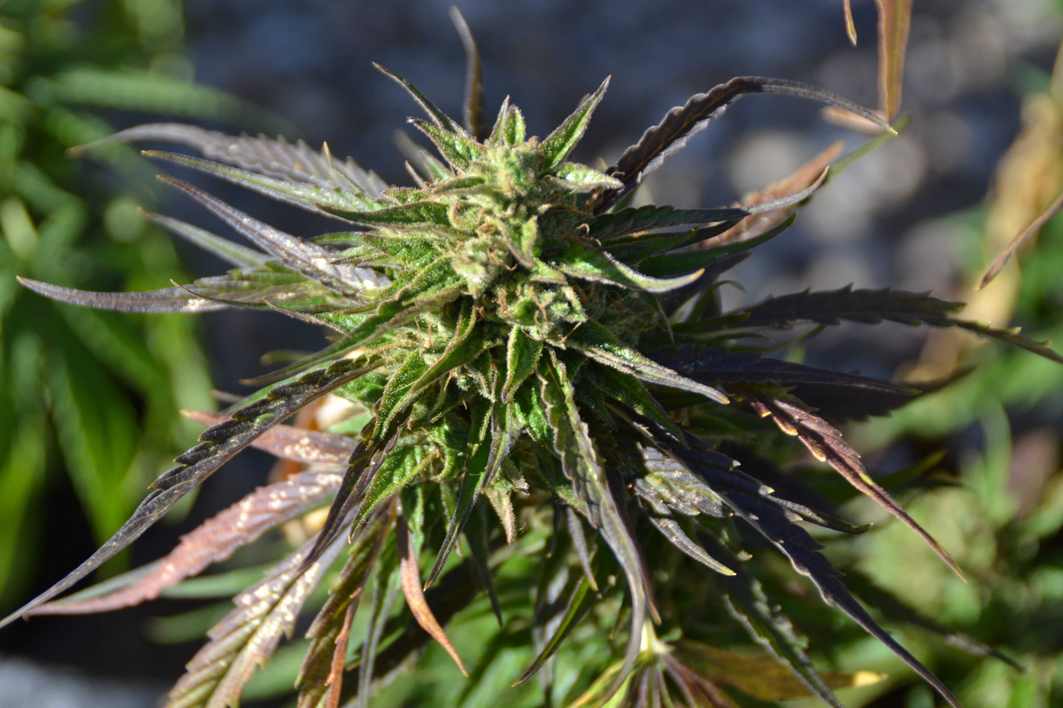 Critical XXL Seedstockers
