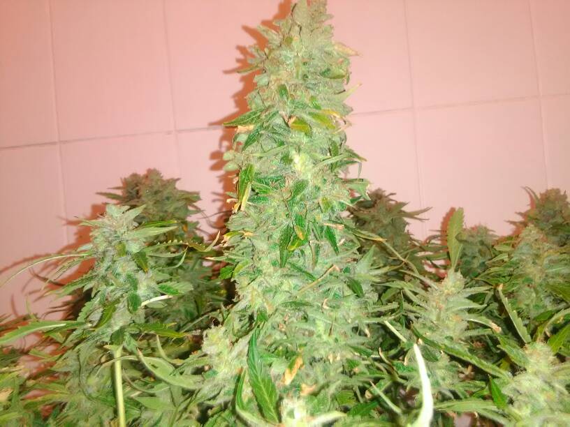 Big Bud Autoflower Big Bud Autoflower