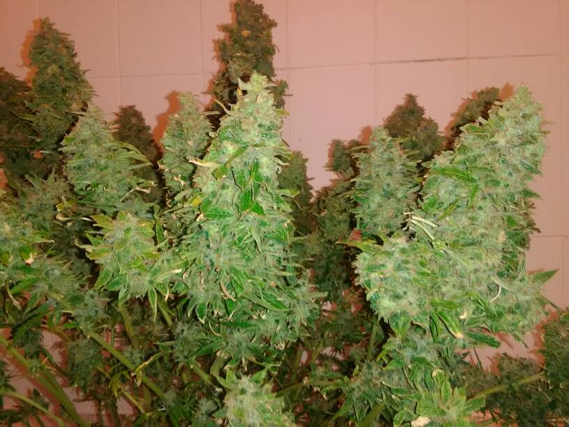 Big Bud Autoflower Big Bud Autoflower