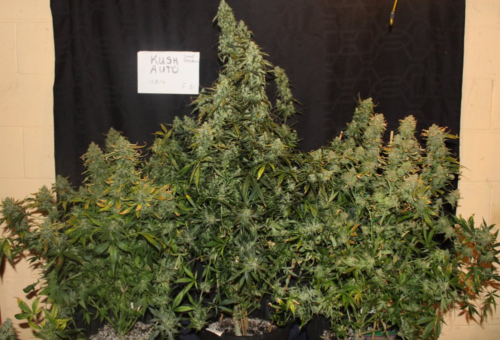 OG Kush Autoflower from Seedstockers OG Kush Autoflower from Seedstockers