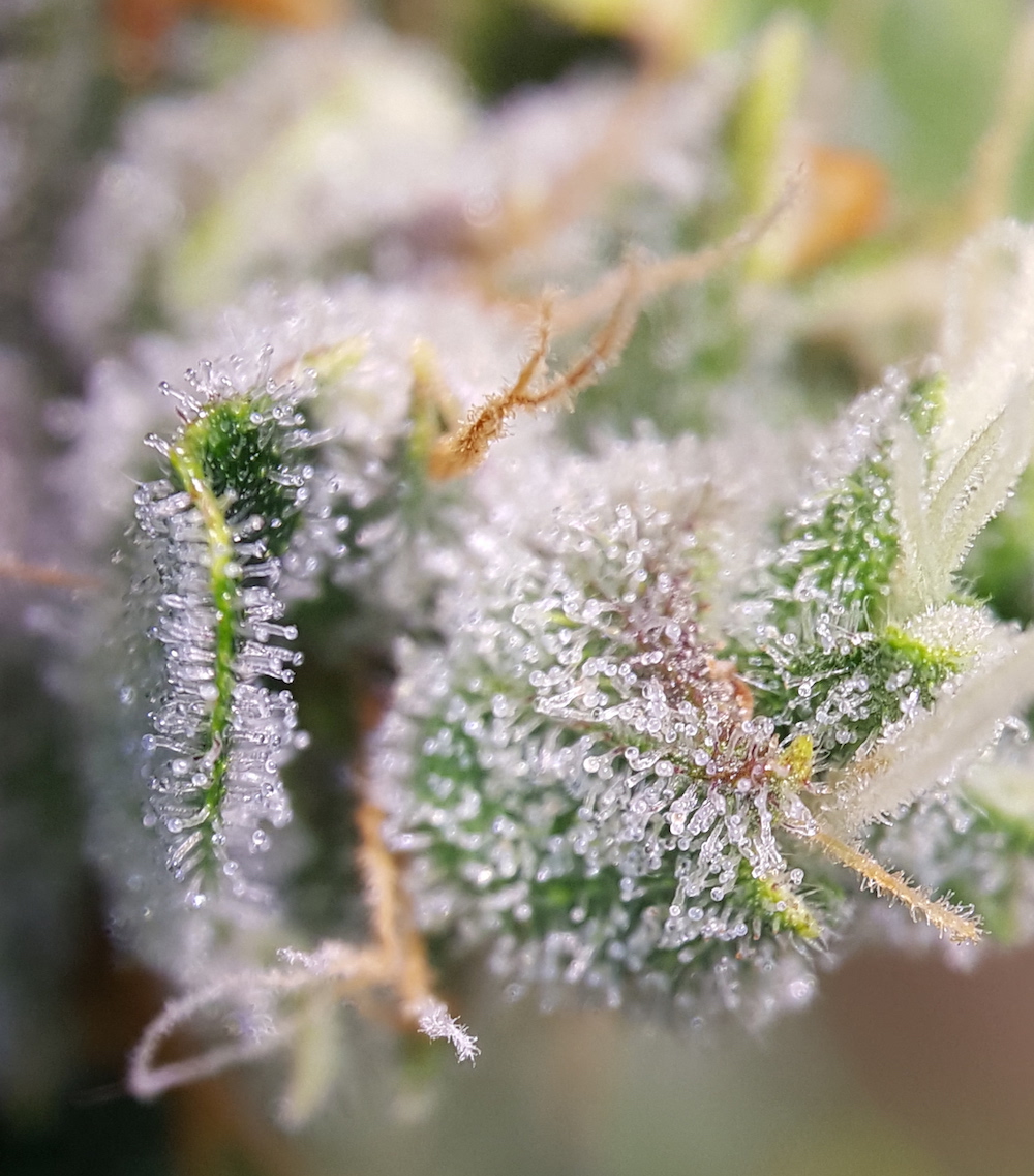 OG Kush feminized
