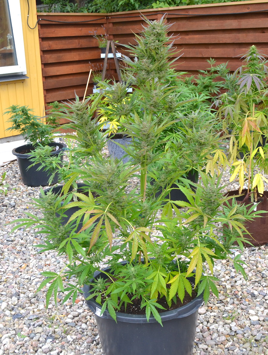 BCN Critical XXL Autoflower 