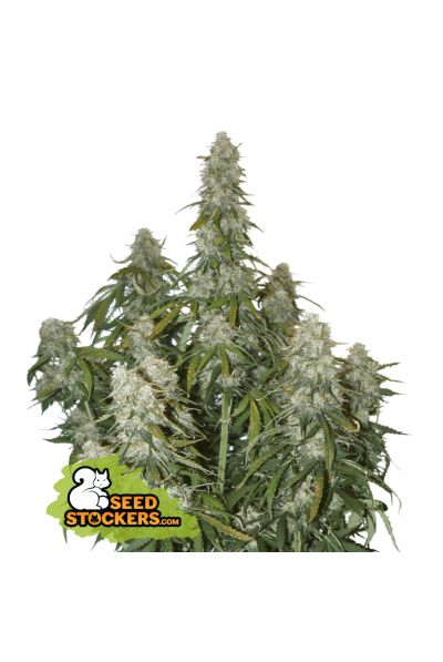 big-bud-autoflower