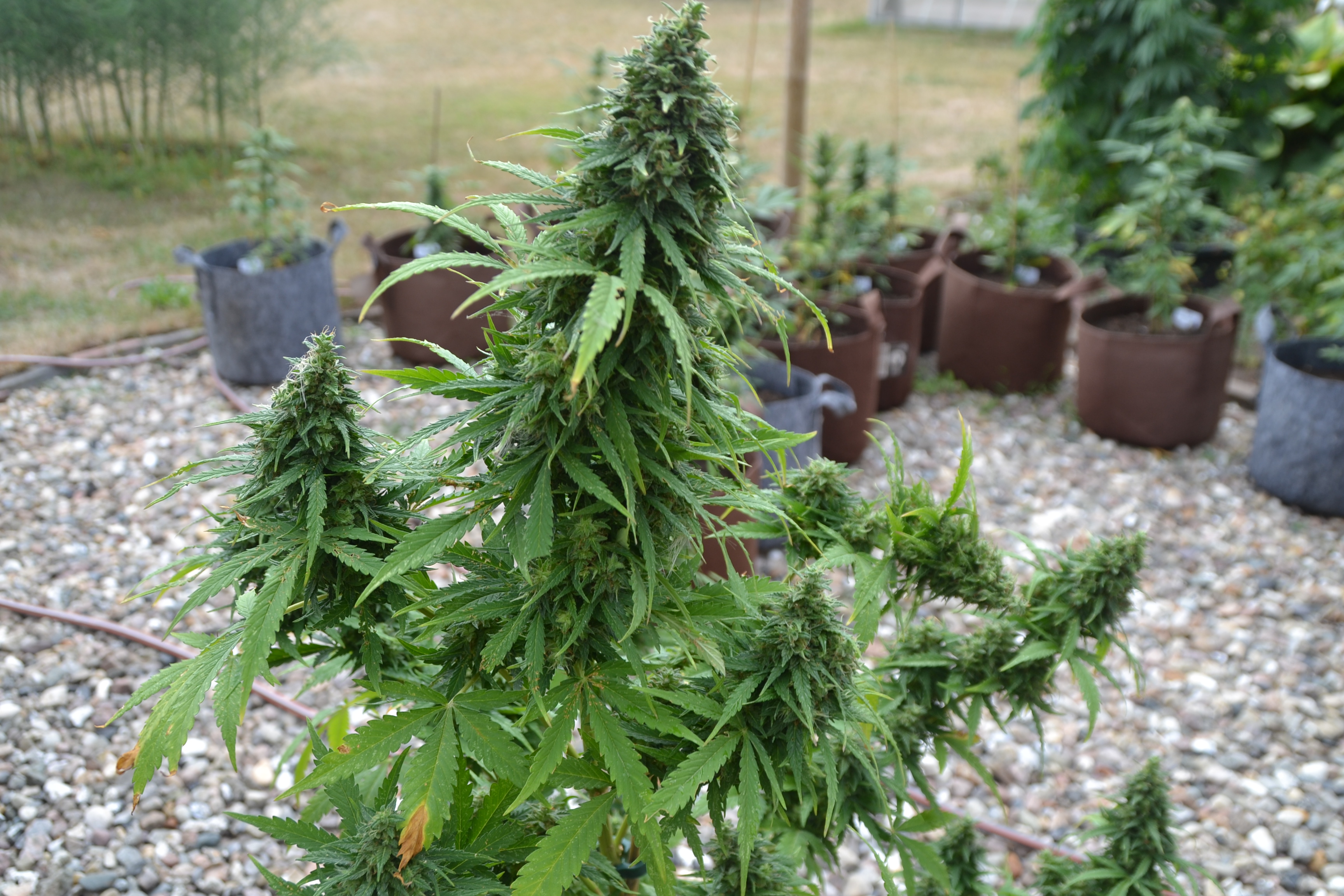 Big Bud Seedstockers