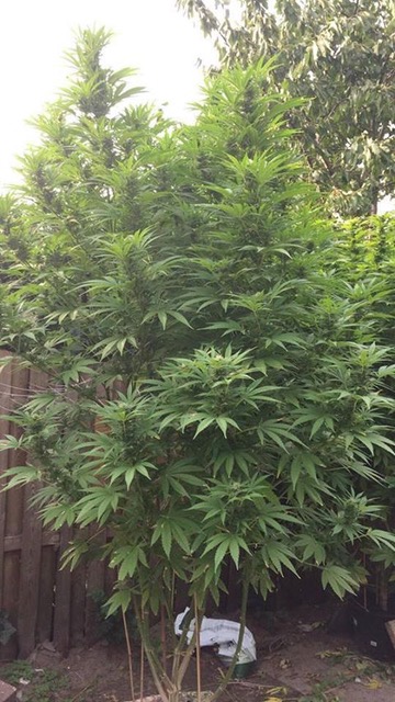OG Kush Feminized Grown