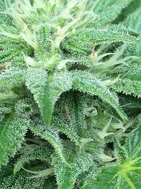 OG Kush Feminized Seeds Grown Outdoors