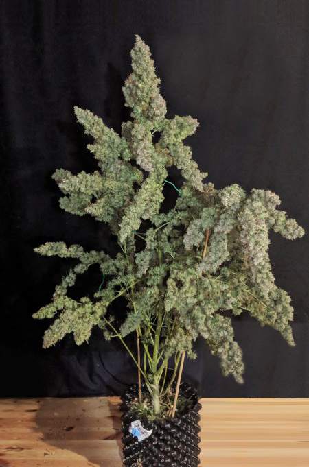 cannabis-plant