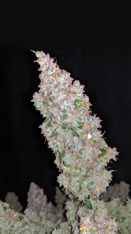 Northern Lights Autoflower Buds Northern Lights Autoflower Buds