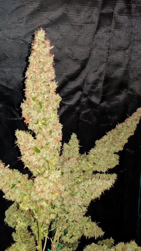Northern Lights Autoflower Northern Lights Autoflower
