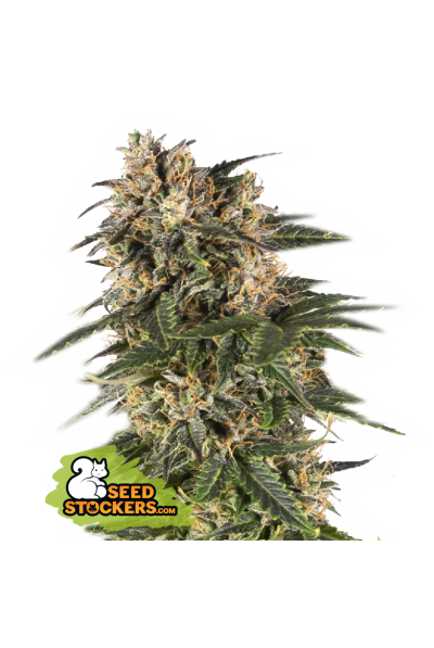 northern-lights-autoflower