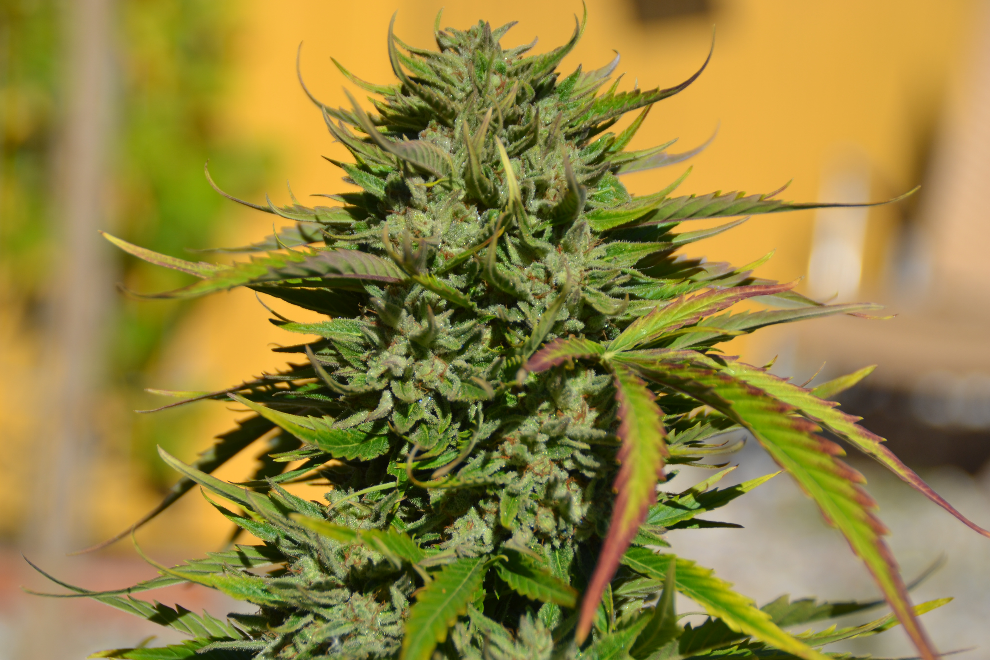 Cultivo de Semillas Feminizadas OG Kush Exterior