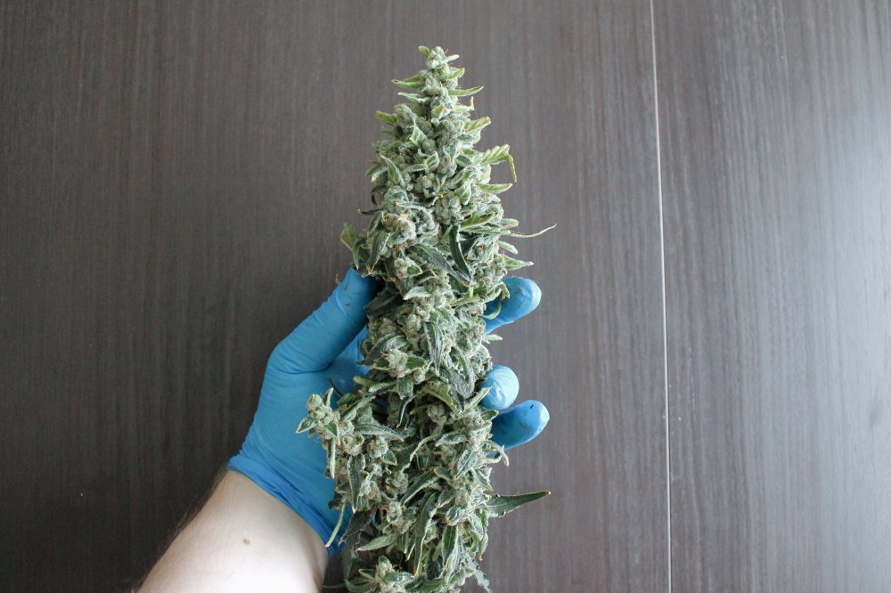 Candy Dawg Autoflower Buds candy-dawg-autoflower-buds