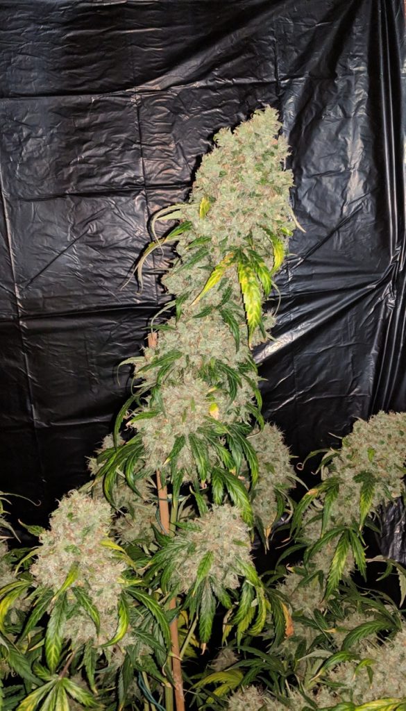 Santa Marta Haze Autoflower Santa Marta Haze Autoflower