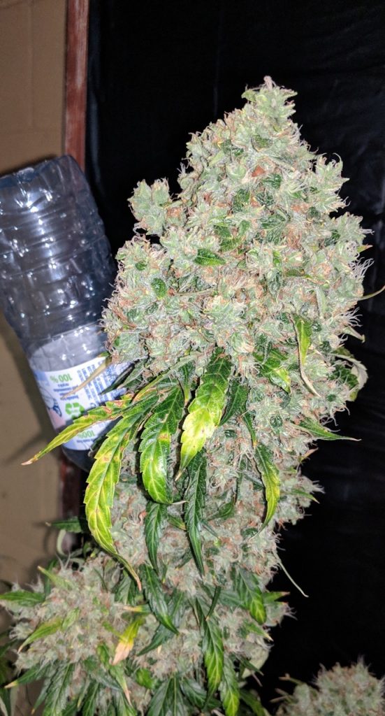 Santa Marta Haze Autoflower Santa Marta Haze Autoflower