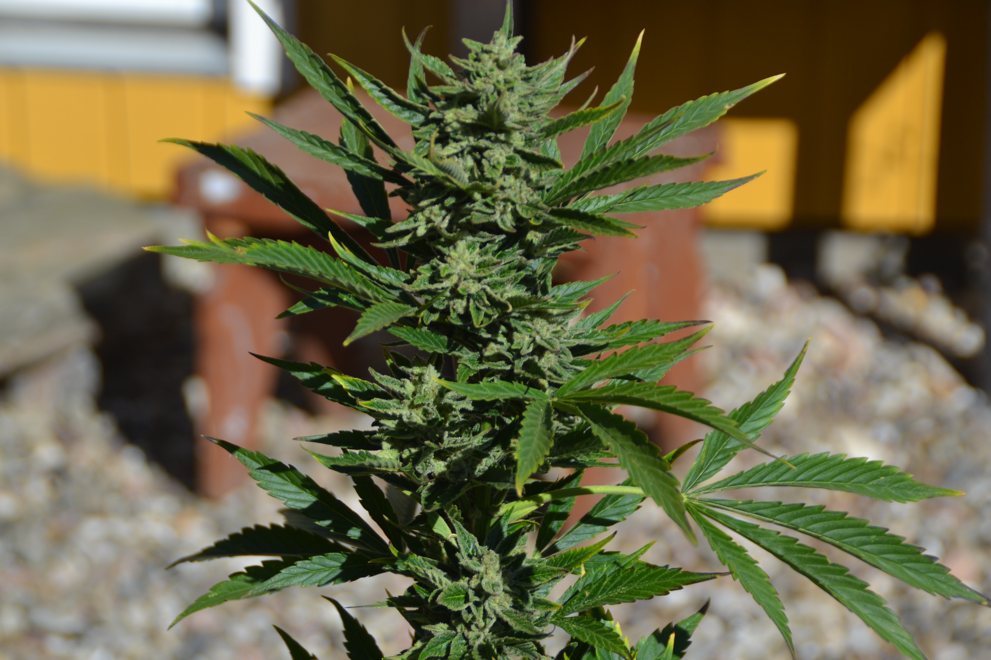 Candy Dawg Seedstockers