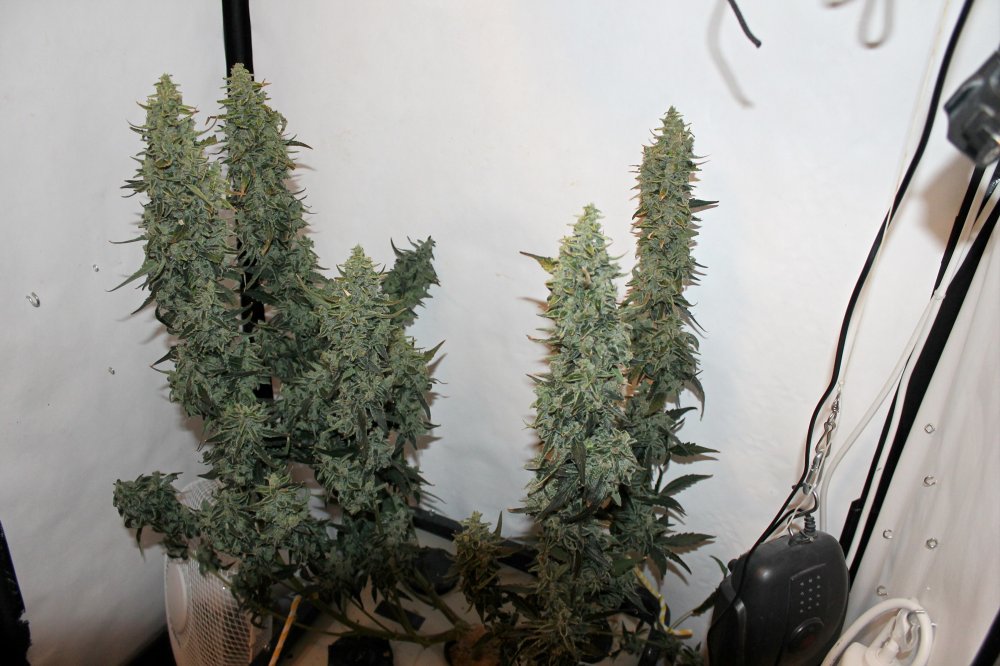 og-candy-dawg-autoflower og-candy-dawg-autoflower