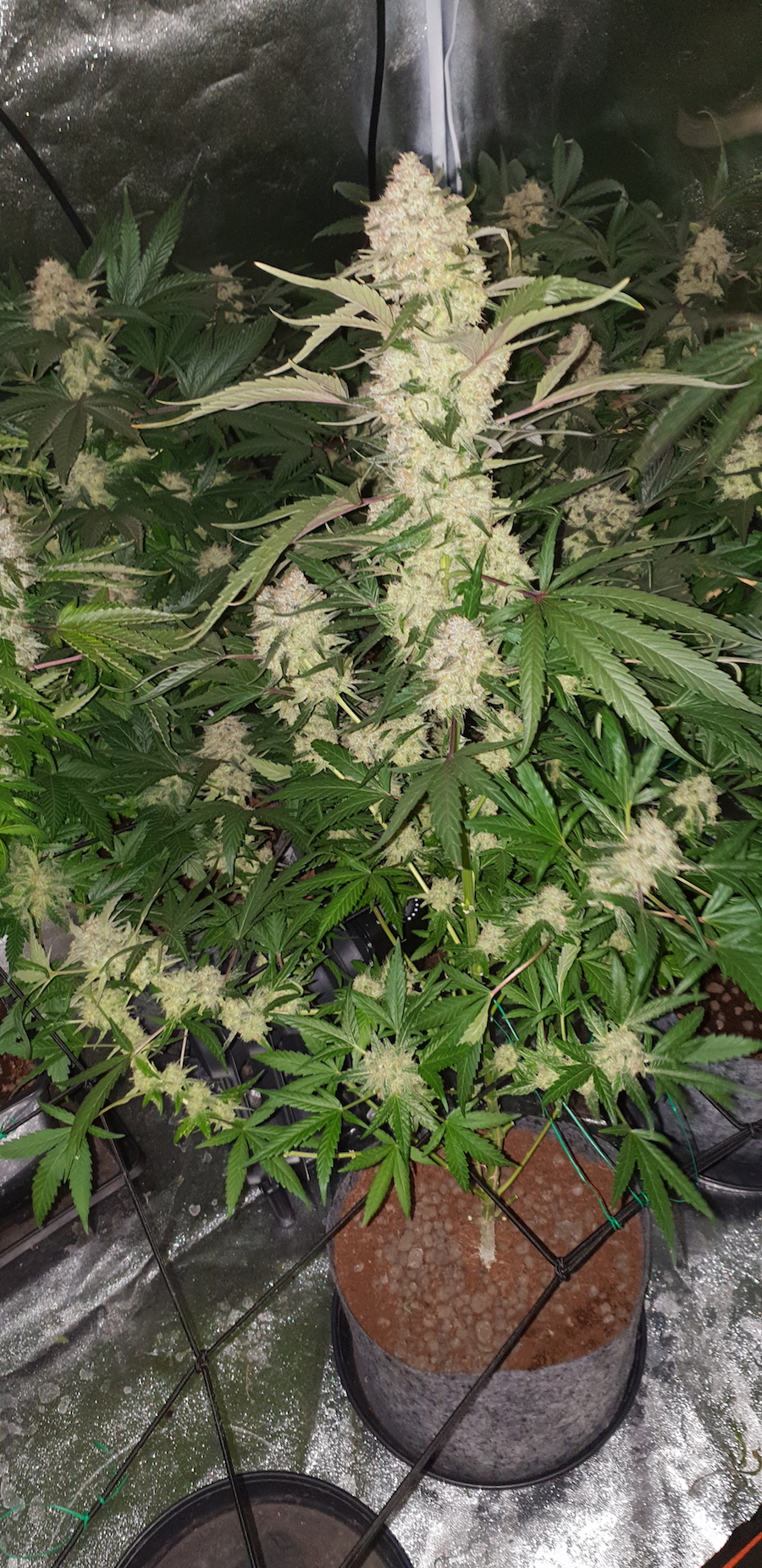 Candy Dawg bloomed candy-dawg-bloomed