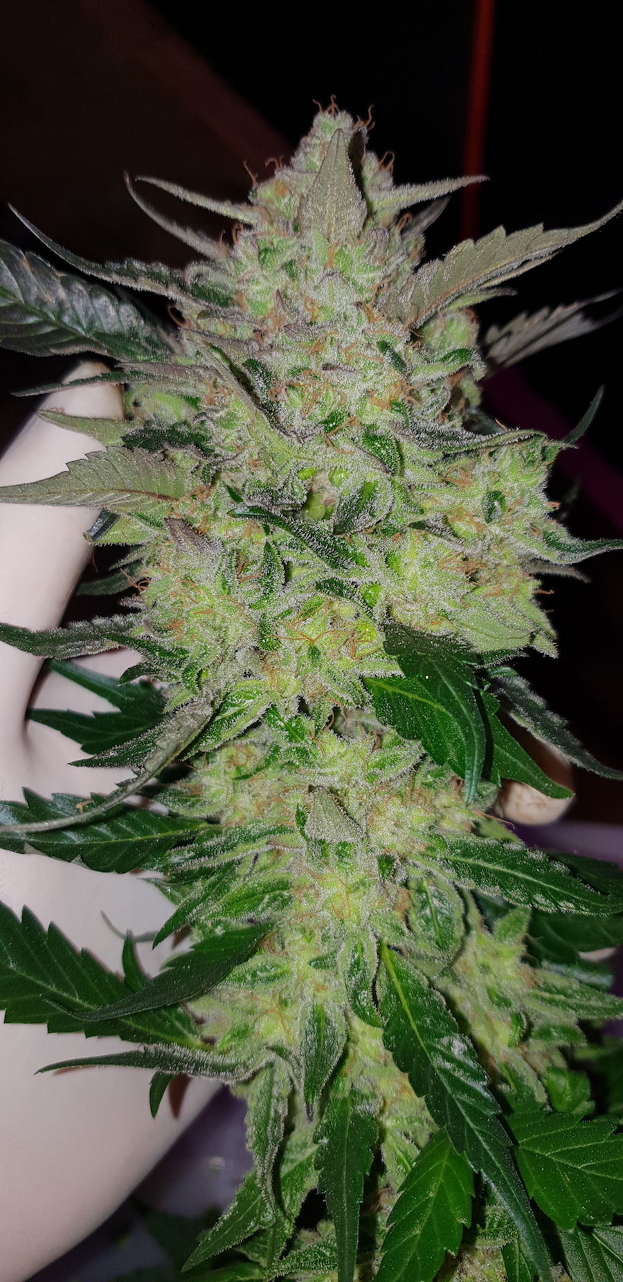 Candy Dawg buds candy-dawg-buds