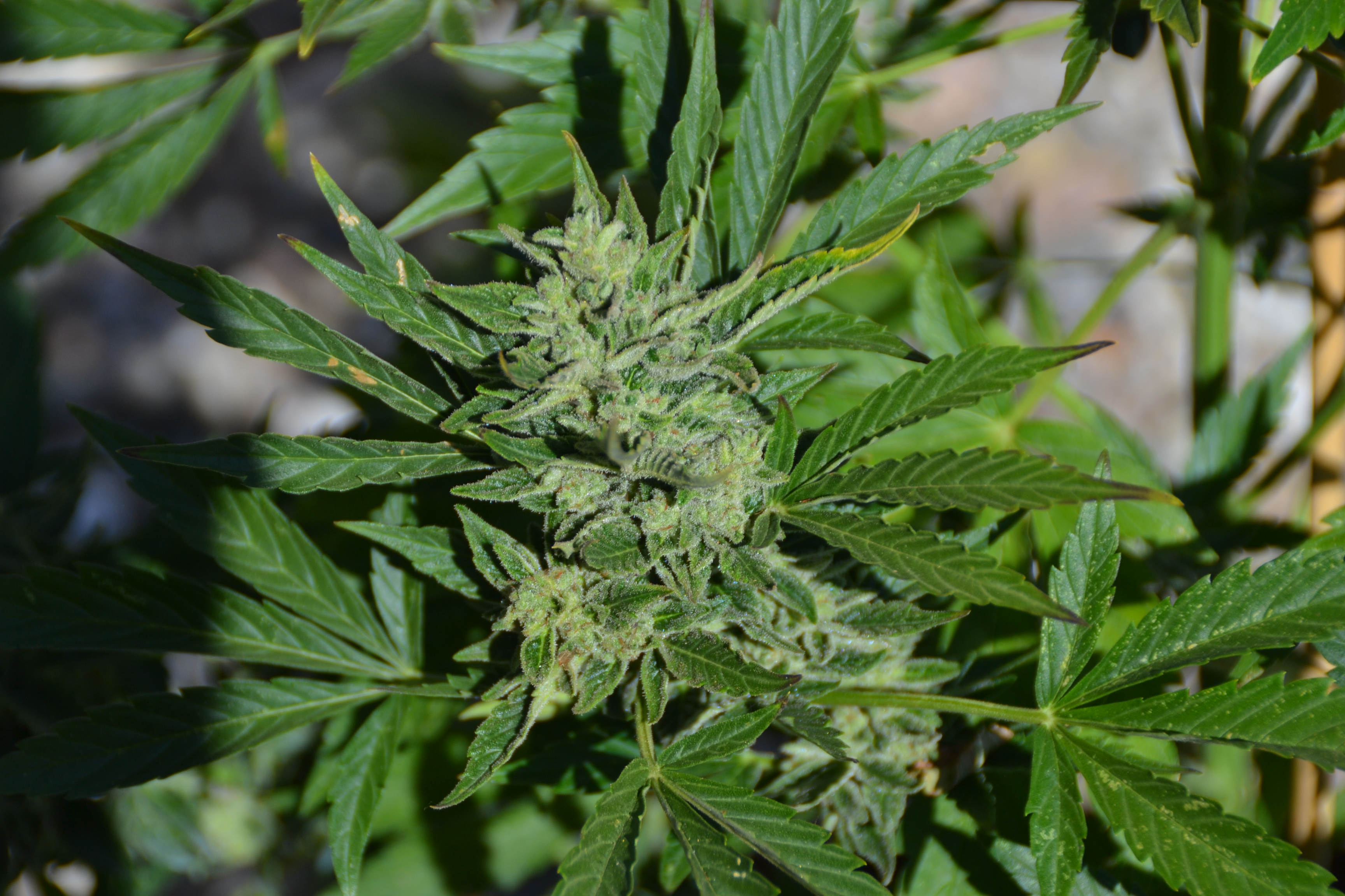 candy dawg Seedstockers