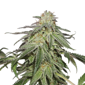 Purple Punch Autoflower Purple Punch Autoflower