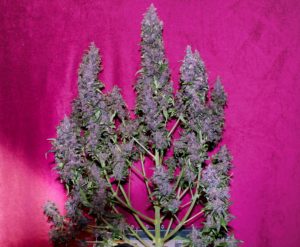 Gorilla Glue Gorilla Glue