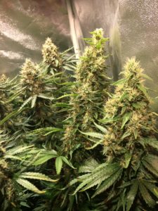 Gelato 41 Gelato 41