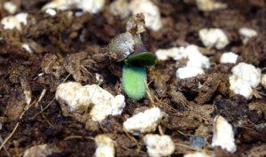 Runtz Feminised Seeds USA growing