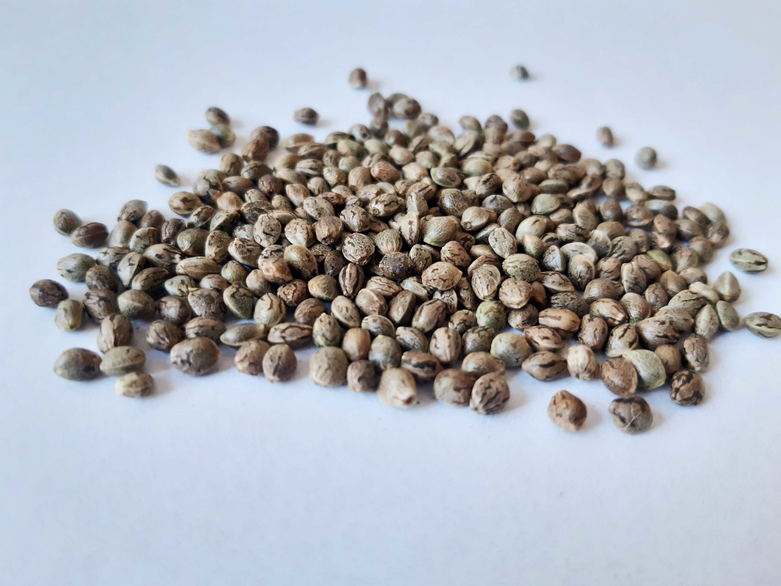 Seeds versus Clones, What’s the Best Way to Grow Cannabis?