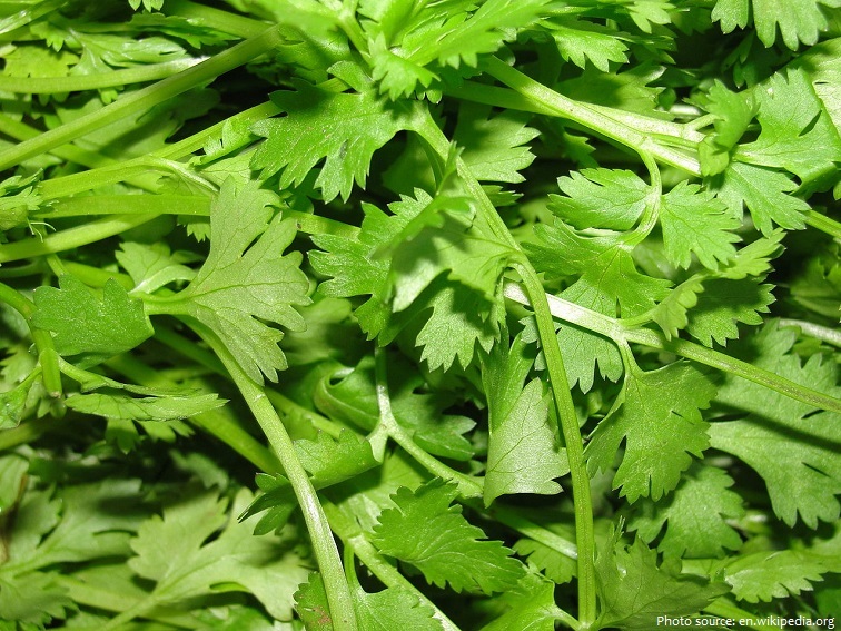 cilantro cilantro