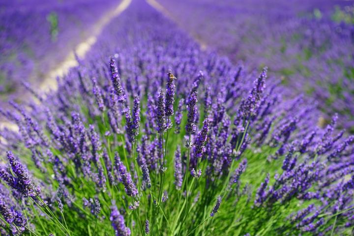 lavanda lavanda
