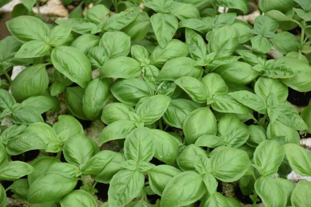 que es el linalool que es el linalool