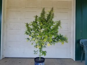 OG Kush Autoflower