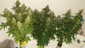 Cannabis Autoflower plants