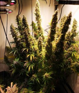 White Widow Autoflower