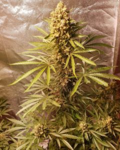 Gelato 41 Autoflower Gelato 41 Autoflower