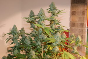 amnesia cannabis amnesia cannabis