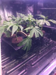 disease-plants-clone disease-plants-clone