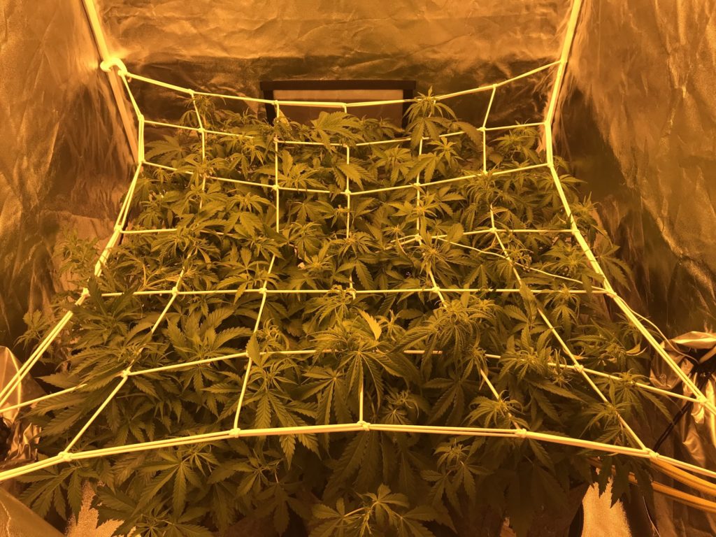 SCROG SCROG