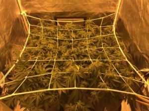 SCROG